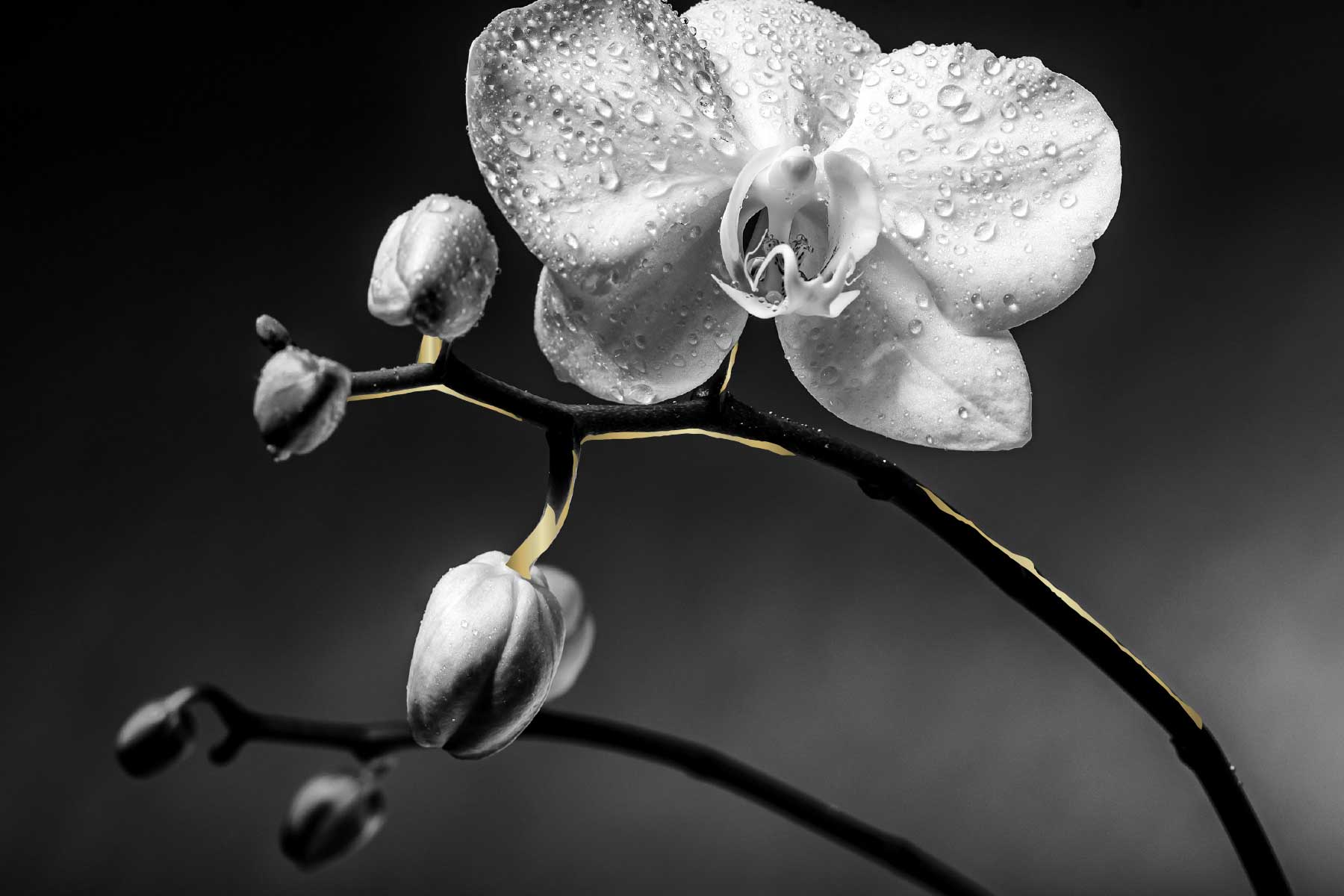 Allerheiligen Orchidee in schwarzweiss