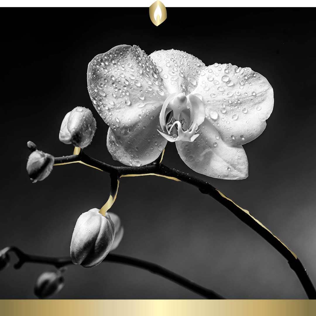 Hofer Premium 7 Tage Motivlicht Gold „Orchidee“ transparent